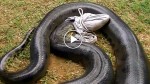 Gigantic anaconda found dead. What was in the stomach will definitely shock you!