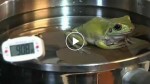 What will happen if you boil a frog alive? What happens next