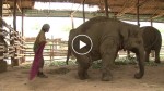 This woman swings at an elephant. Now watch what the elephant does next!
