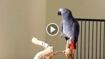 Ollie The Parrot Hears Mom Playing His Favorite Tune. What Follows Is Just Unbelievable!