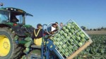 The genius machinery the dutch use to harvest cabbage is unbelievable. You just have to set it spot on!