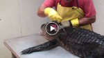 Ever wondered how crocodiles are skinned? See the way aligators are chopped in special butcheries!