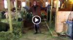 Farmer Records His Daily Routine In The Barn And Now It’s Going VIRAL!