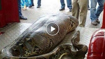 He fell asleep and got attacked by a huge python! OMG!