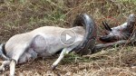 Wild images! The python just killed the antelope, but see what happened right after that!