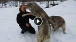 Oh Look, A Pack Of Wolves Runs Up To This Woman. Let Me See What Happens Next…WHAT, REALLY?