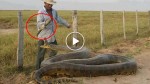 This is why you don’t mess with a giant cobra. CRAZY GUY!