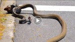 You have to watch this INSANE footage of a King Cobra fighting with a Python in the middle of the street!