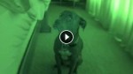 He Set Up A Night Vision Camera. What His Pit Bull Does Every Morning? HILARIOUS!
