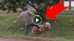 Everyone hates this crazy goat. The reason? You’ll laugh!