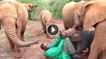 He Grabs The Baby’s Trunk, Now Watch What The Herd Around Him Does …WOW