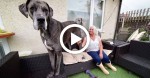 Meet Freddy: he’s over 7-feet tall and is the biggest dog in the world