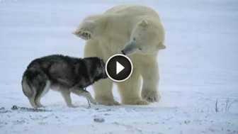 Man Watched Helplessly As A Starving Polar Bear Aproached His Dog