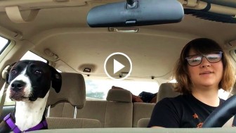 Honey The Dog Quietly Rides In The Car, Until Mom Puts On His Favorite Song. This Is HYSTERICAL!