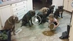 This little girl is controlling 6 pitbulls. I don’t believe that! Just look!