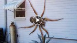 These are the biggest bugs ever found! Don’t watch this if you are scared of bugs!