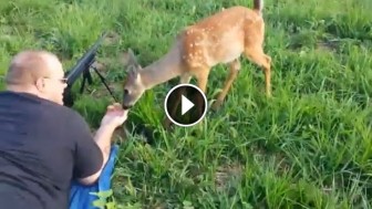Deer Walks Up And Licks The Barrel Of The Gun. This Will Melt Even a Hunter’s Heart!