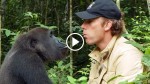 Man Raises A Gorilla Like His Own Child. 5 Years Later, They Reunite In The Jungle…
