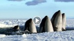 This 2-Minute Video Is The Best Thing I’ve Ever Seen About Nature. I Could Rewatch It Endlessly!