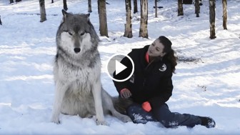 Giant Wolf Sits Down Beside This Woman, But Watch What Happens When They Make Eye Contact