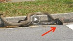 This is the wildest King Cobra fight ever and you can’t miss it!