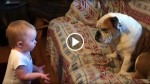 Cute Baby Is Having An Argument With His English Bulldog. Dog’s Reaction Will Knock You Out Of Your Seat