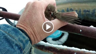 Poor Finch Got Its Feet Frozen To A Fence, Then A Rescuer With A Plan Shows Up