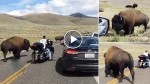 A brave woman on motorcycle isn’t scared of this angry bufalo! OMG!