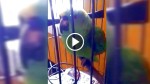 Parents Bring A Newborn Baby Home, Then They Notice Their Parrot Started Acting Weird…