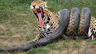 What happened when a big python and a jaguar met. You must see this! Who do you think won?
