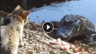 Cat vs. Alligator – Who Will Win?