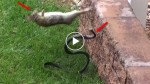 This mommy rabbit fights with a big snake to save the bunnies. It’s unbelievable!