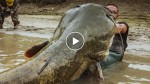 Fisherman fights with the largest catfish he’s ever seen. Now THAT’s a catch!