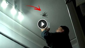 How NOT To Capture A Giant Spider With Tupperware