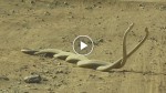 The way these two deadly snakes fight is equal parts beautiful and scary…