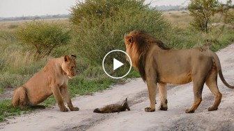 The lions spots a helpless fox. What happened second after is unbelievable!