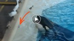 Watch carefully or you will miss what this smart whale did! OMG! I had to watch 3 times!