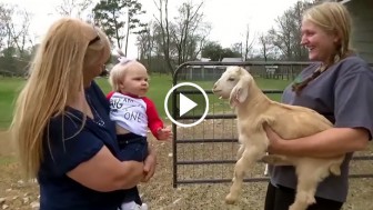 Baby Sees A Tiny Goat For The First Time. What Happens Next Will Leave You In Stitches!