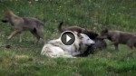 When They Brought These Wolves Into The Park, They Had No Idea This Would Happen
