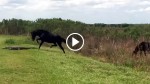 Camera Captures A Feisty Horse Stomping On An Alligator, But Wait Till You See Gator’s Reaction